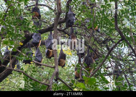 Der indische Flying Fox (Pteropus medius) ist auch bekannt als die große indische Frucht Fledermaus. Bharatpur Vogelschutzgebiet im Keoladeo Ghana National Park, Indien. Stockfoto