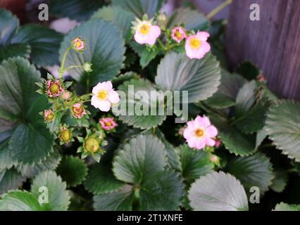 Wunderschöne rosa Erdbeerblüten, Spätsommer, Makrobild. Stockfoto
