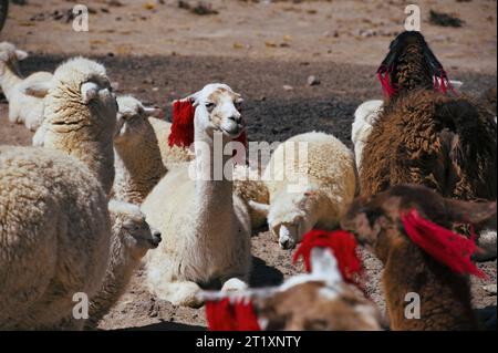 Gruppe von Alpakas auf Pampa Canahuas in Peru Stockfoto