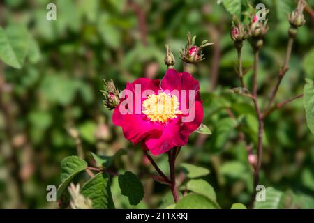 Nahaufnahme einer roten Rose in einem Garten Stockfoto
