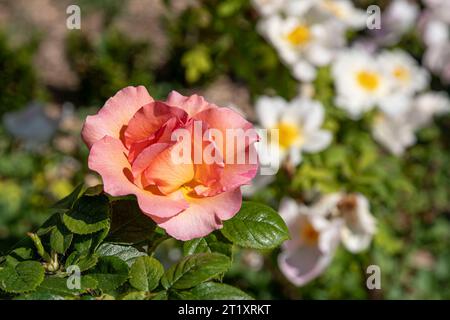 Nahaufnahme einer orangen Rose in einem Garten Stockfoto