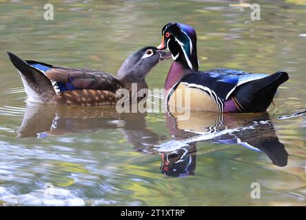 Bunte Holzenten auf dem See und ihre Reflexionen auf dem Wasser, Quebec, Kanada Stockfoto