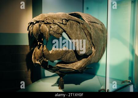 DRUMHELLER, ALBERTA - Mai, 2022 -Triceratops Vorbereitung, sich zu verteidigen, Royal Tyrrell Museum. Hochwertige Fotos Stockfoto