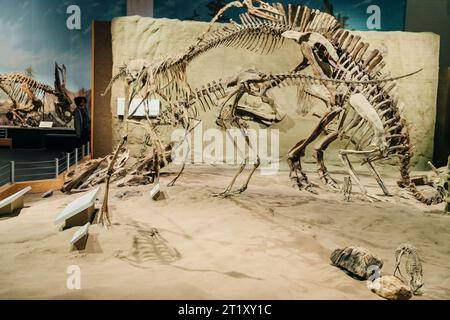 DRUMHELLER, ALBERTA - Mai, 2022 -Triceratops Vorbereitung, sich zu verteidigen, Royal Tyrrell Museum. Hochwertige Fotos Stockfoto