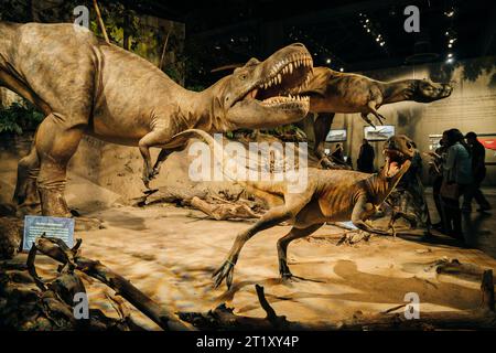 DRUMHELLER, ALBERTA - Mai, 2022 -Triceratops Vorbereitung, sich zu verteidigen, Royal Tyrrell Museum. Hochwertige Fotos Stockfoto