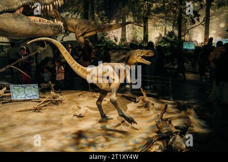 DRUMHELLER, ALBERTA - Mai, 2022 -Triceratops Vorbereitung, sich zu verteidigen, Royal Tyrrell Museum. Hochwertige Fotos Stockfoto