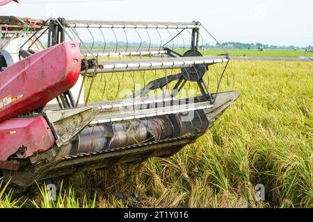 Die automatische Reismaschine wird für die Ernte der Felder eingesetzt und ist in der Erntesaison reif und gelb. Mähdrescher-Drehzahl erhöhen. Stockfoto