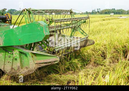 Die automatische Reismaschine wird für die Ernte der Felder eingesetzt und ist in der Erntesaison reif und gelb. Mähdrescher-Drehzahl erhöhen. Stockfoto