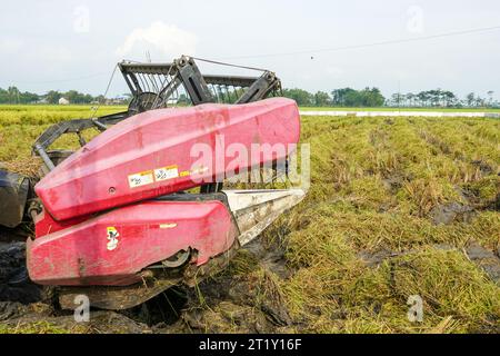 Die automatische Reismaschine wird für die Ernte der Felder eingesetzt und ist in der Erntesaison reif und gelb. Mähdrescher-Drehzahl erhöhen. Stockfoto