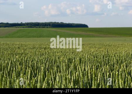 Im Frühsommer weht Weizen in der Brise. Traditionelle grüne Weizenkulturen, einzigartiges natürliches Foto. Junge Weizenkulturen, die auf dem Boden wachsen. Stockfoto