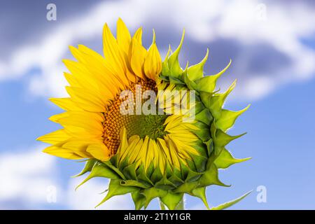 Eine junge, ungeöffnete Sonnenblume wächst auf einem Feld. Das Konzept der Sonnenblumenzucht. Stockfoto