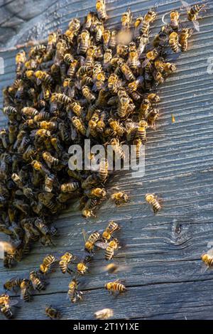 Nahaufnahme fliegender Bienen. Holzbienenstock und Bienen. Jede Menge Bienen am Eingang des alten Bienenstocks in der Bienenkammer. Arbeitende Bienen auf der Planke. Rahmen eines Bienenstocks. Stockfoto