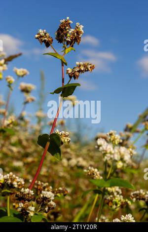 Blühendes Buchweizenfeld Fagopyrum esculentum in den Sonnenstrahlen des Sommers, aus nächster Nähe. Stockfoto