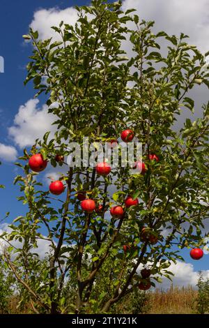 Viele bunte rote Äpfel auf dem Baum, die bereit für die Ernte sind. Apfelplantage mit roten Äpfeln. Stockfoto