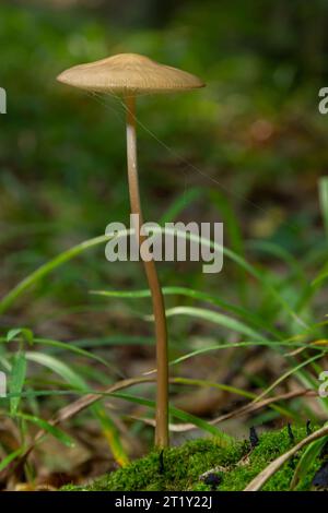 Essbare Pilze Hymenopellis radicata oder Xerula radicata auf einer Bergwiese. Auch bekannt als Wurzelpilz oder Wurzelstiel. Wildpilze wachsen Stockfoto