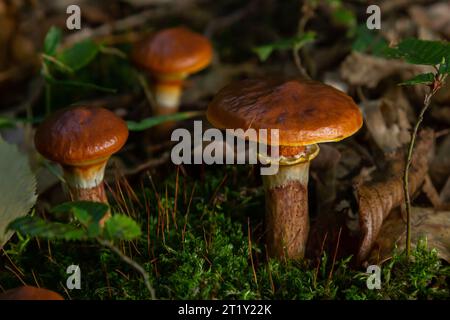 Pilzsaison. Herbst im Park. Schlüpfrige Jack essbare Cattails Suillus luteus. Stockfoto