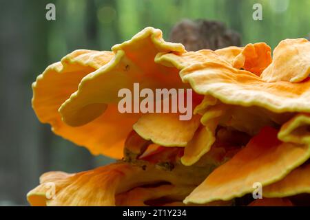 Makrofotografie Nahaufnahme des Pilzes der orangefarbenen Klammer, auch bekannt als Krabbe der Wälder oder Huhn der Wälder Laetiporus Sulphureus, der auf Bäumen wächst. Stockfoto