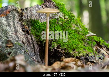 Essbare Pilze Hymenopellis radicata oder Xerula radicata auf einer Bergwiese. Auch bekannt als Wurzelpilz oder Wurzelstiel. Wildpilze wachsen Stockfoto