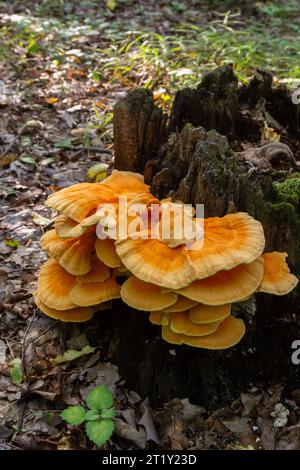 Makrofotografie Nahaufnahme des Pilzes der orangefarbenen Klammer, auch bekannt als Krabbe der Wälder oder Huhn der Wälder Laetiporus Sulphureus, der auf Bäumen wächst. Stockfoto