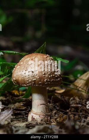 Dieser Pilz ist eine Amanita rubescens und wächst im Wald. Stockfoto