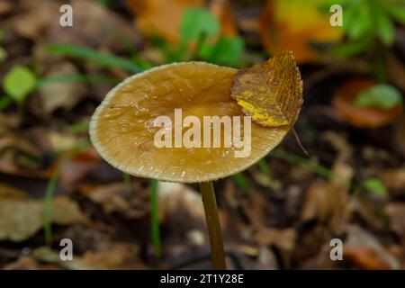 Essbare Pilze Hymenopellis radicata oder Xerula radicata auf einer Bergwiese. Auch bekannt als Wurzelpilz oder Wurzelstiel. Wildpilze wachsen Stockfoto