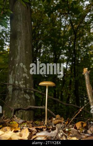 Essbare Pilze Hymenopellis radicata oder Xerula radicata auf einer Bergwiese. Auch bekannt als Wurzelpilz oder Wurzelstiel. Wildpilze wachsen Stockfoto