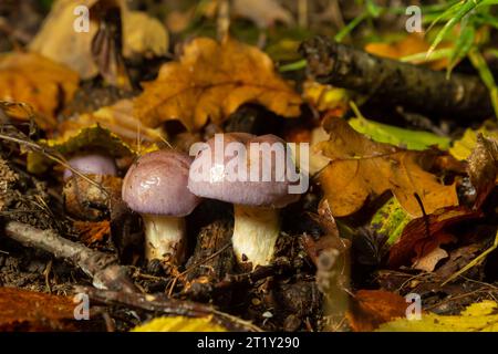 Kleine Gassy Webcap, Cortinarius traganus, giftige Pilze in Waldnahaufnahmen, selektiver Fokus, flacher Freiheitsgrad. Stockfoto