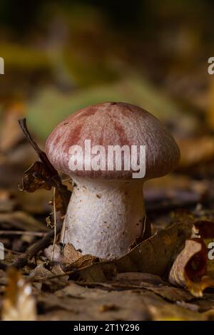 Kleine Gassy Webcap, Cortinarius traganus, giftige Pilze in Waldnahaufnahmen, selektiver Fokus, flacher Freiheitsgrad. Stockfoto