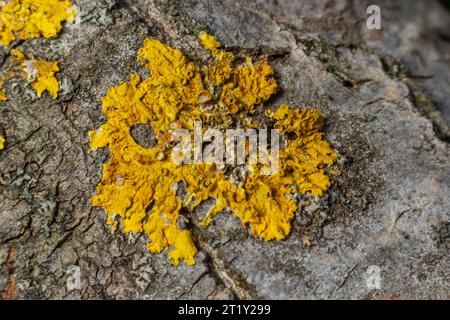 Detail der Rinde eines Baumes, auf dem Flechten wachsen. Stockfoto