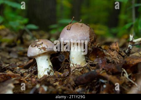 Kleine Gassy Webcap, Cortinarius traganus, giftige Pilze in Waldnahaufnahmen, selektiver Fokus, flacher Freiheitsgrad. Stockfoto