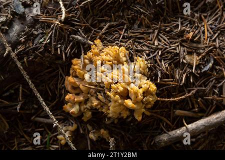 Gelber essbarer Korallenpilz Ramaria flava Pilz im Wald, Nahaufnahme. Stockfoto