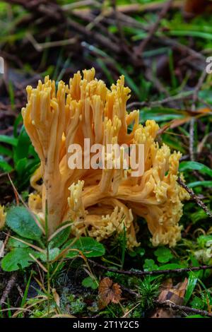 Gelber essbarer Korallenpilz Ramaria flava Pilz im Wald, Nahaufnahme. Stockfoto