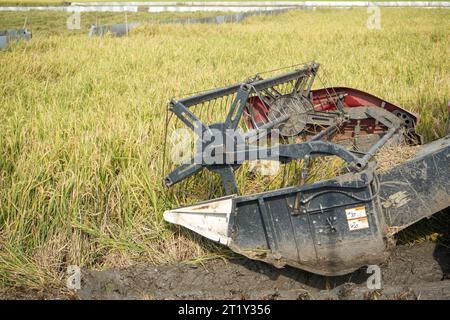Die automatische Reismaschine wird für die Ernte der Felder eingesetzt und ist in der Erntesaison reif und gelb. Mähdrescher-Drehzahl erhöhen. Stockfoto