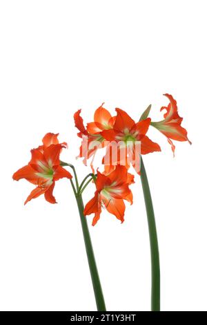 Acht amaryllis-Blüten, Nahaufnahme, isoliert auf weiß Stockfoto