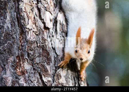 Eichhörnchen im Herbst im Victory Park in der Stadt Bischkek, Kirgisistan. Stockfoto