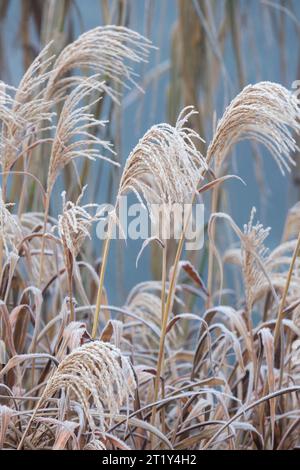 Miscanthus sinensis Gracillimus, chinesisches Silbergras Gracillimus, frostbedeckte Samenfedern im Winter Stockfoto