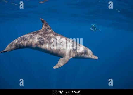 Unterwasserbild eines indopazifischen Großen Delfins (Tursiops aduncus) mit einem Schnorchler im Hintergrund Stockfoto