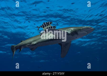 Ozeanischer Weißspitzenhai (Carcharhinus longimanus), der in der Nähe der Oberfläche schwimmt und von zwei Pilotenfischen begleitet wird Stockfoto