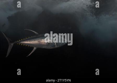 Gelbflossenthun (Thunnus albacares) unter den Wellen Stockfoto