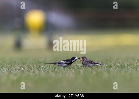 Rattenschwanz [ Motacilla alba ] auf dem Rasen mit Insekten im Schnabel/Schnäbel, der Jungvögel ernährt Stockfoto