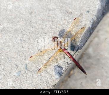 Libelle sitzt auf dem Beton. Selektiver Fokus. Stockfoto