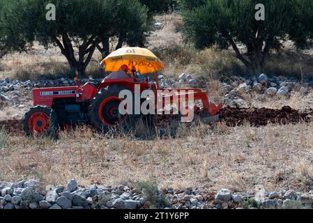 Malia, Kreta, Griechenland, Europa. 27.09.2023. Landwirt, der einen roten Traktor mit einer Unbrella fährt, um die Sonne zu beschatten, während er ein kleines Ackerland bepflügt Stockfoto