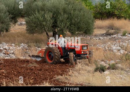 Malia, Kreta, Griechenland, Europa. 27.09.2023. Landwirt, der einen roten Traktor fährt, um ein kleines Ackerland in einem steinigen Gebiet zu pflügen. Stockfoto