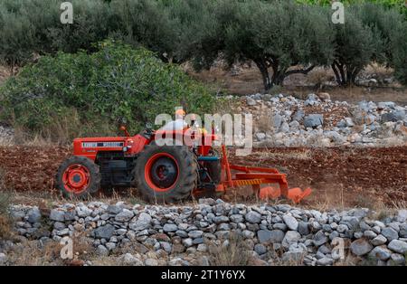 Malia, Kreta, Griechenland, Europa. 27.09.2023. Landwirt, der einen roten Traktor fährt, um ein kleines Ackerland in einem steinigen Gebiet zu pflügen. Stockfoto