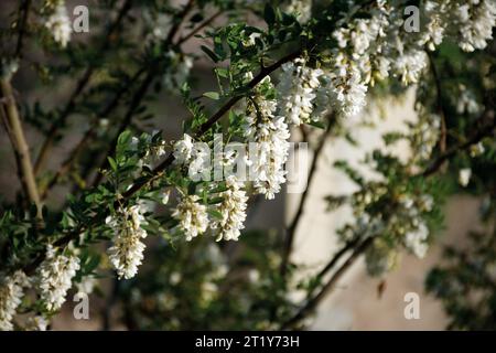 Weiße Akazie-Cluster. Akazie blüht im Mai. Stockfoto