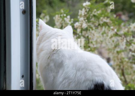 Weiß-schwarze Katze sitzt neben einem offenen Fenster auf der Fensterbank. Stockfoto