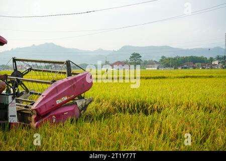Die automatische Reismaschine wird für die Ernte der Felder eingesetzt und ist in der Erntesaison reif und gelb. Mähdrescher-Drehzahl erhöhen. Stockfoto