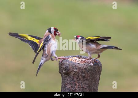 Europäischer Goldfink [ Carduelis carduelis ] Erwachsene Vögel kämpfen um die Fütterungsposition auf dem Köderstumpf Stockfoto