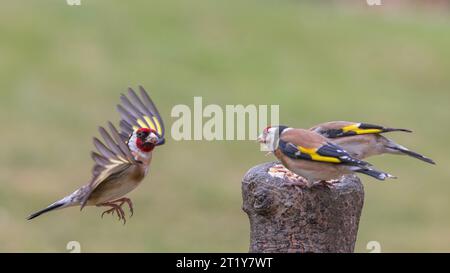 Europäischer Golfinch [ Carduelis carduelis ] Erwachsene Vögel kämpfen um die Fütterungsposition auf Köderstumpf Stockfoto