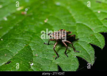 Eine Nahaufnahme eines braunen Waldkäfers oder eines rotbeinigen Schildkäfers auf einem grünen Blatt, Pentatoma rufipes. Stockfoto